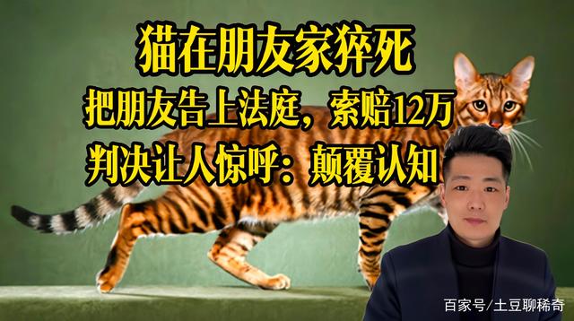 猫九聊天记录(一万八猫九聊天记录)