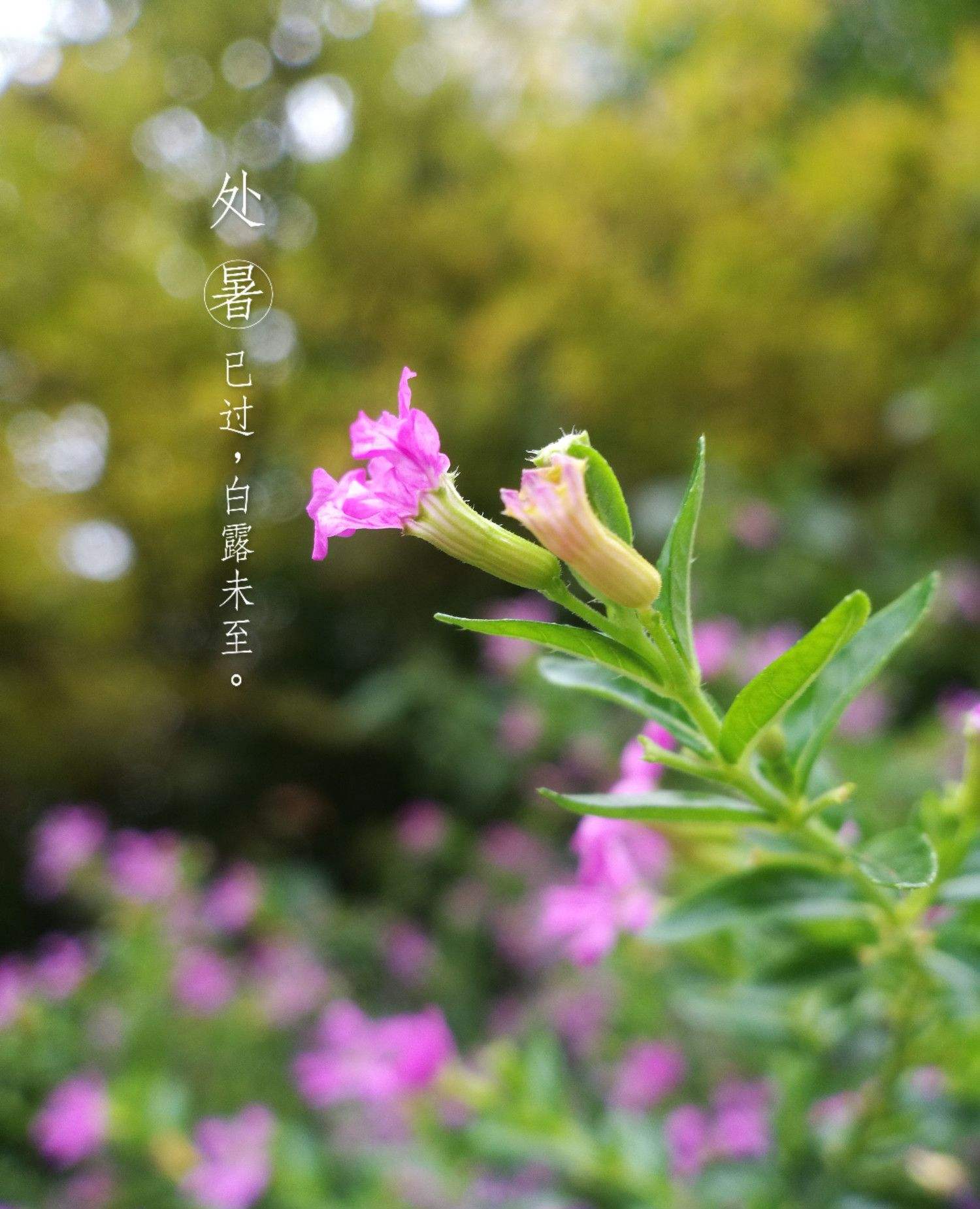 处暑白露聊天记录(处暑到白露相隔几天)