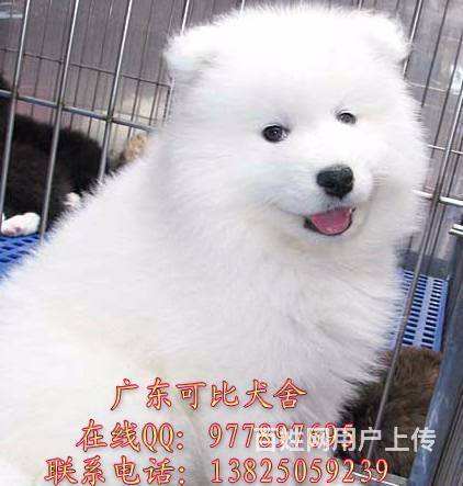 包含萨摩耶的聊天记录的词条
