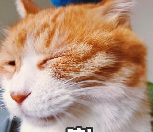 猫超客服聊天记录查询(天猫超市客服入口在哪里)