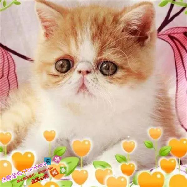 加菲猫聊天记录完整版(会说话的加菲猫免费下载)