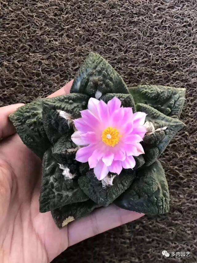 鲜花插牛粪聊天记录(鲜花插了牛粪上怎样说)