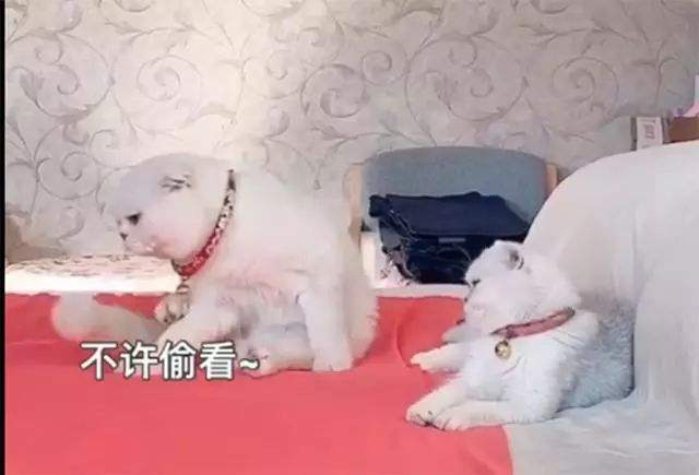 二豆和豆妈聊天记录(二豆妈怎么了)