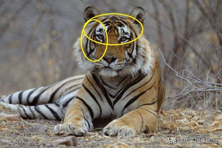 宇霸霸轩姨大琪的聊天记录的简单介绍